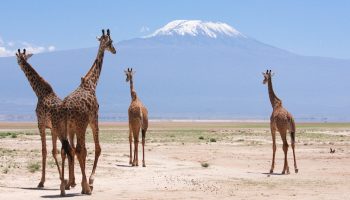 Amboseli