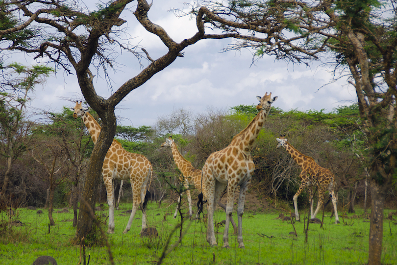 Lake Mburo National Park