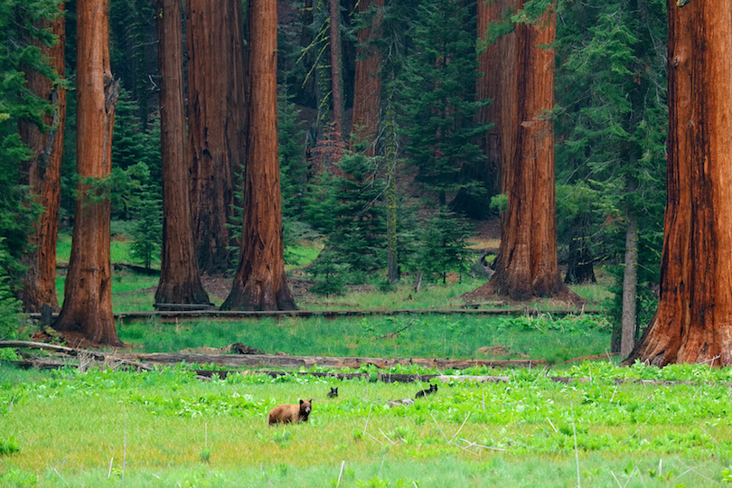Oso en Parque Nacional Sequoia