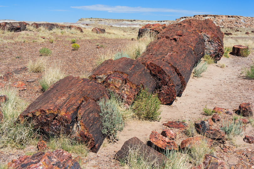 Petrified Forest National Park