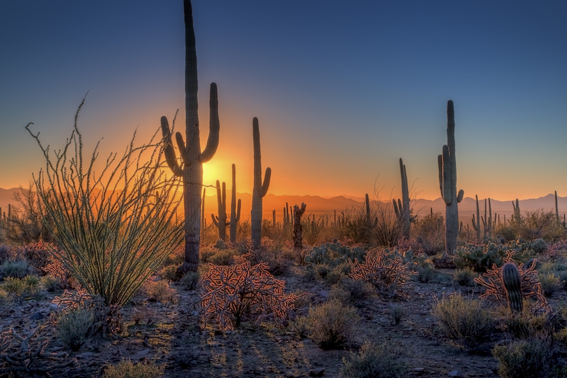 Saguaro National Park