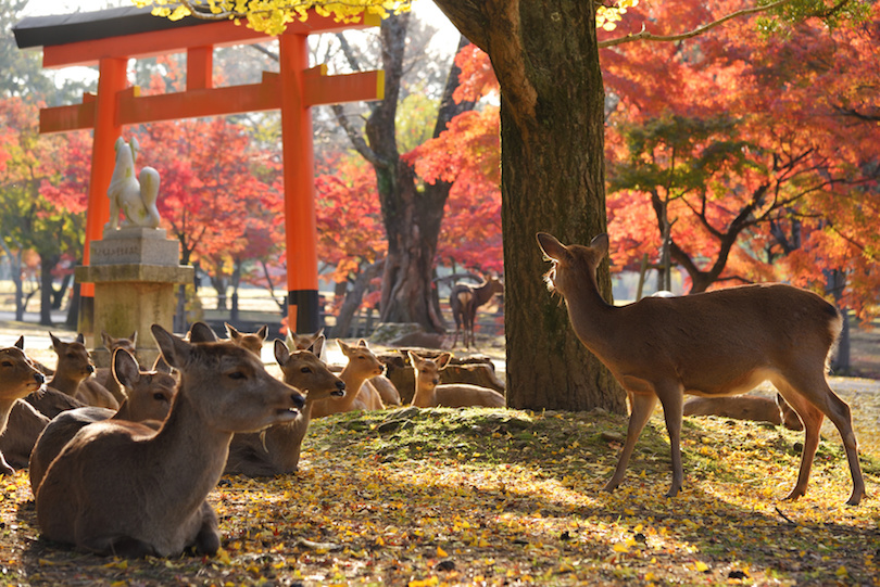 Nara