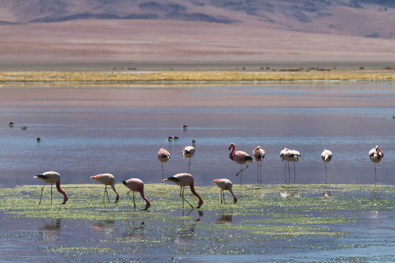 Salar de Tara