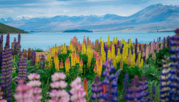 the best tourist attractions in new zealand