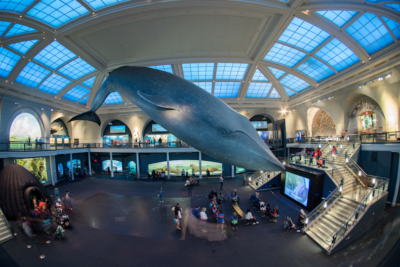 American Museum of Natural History