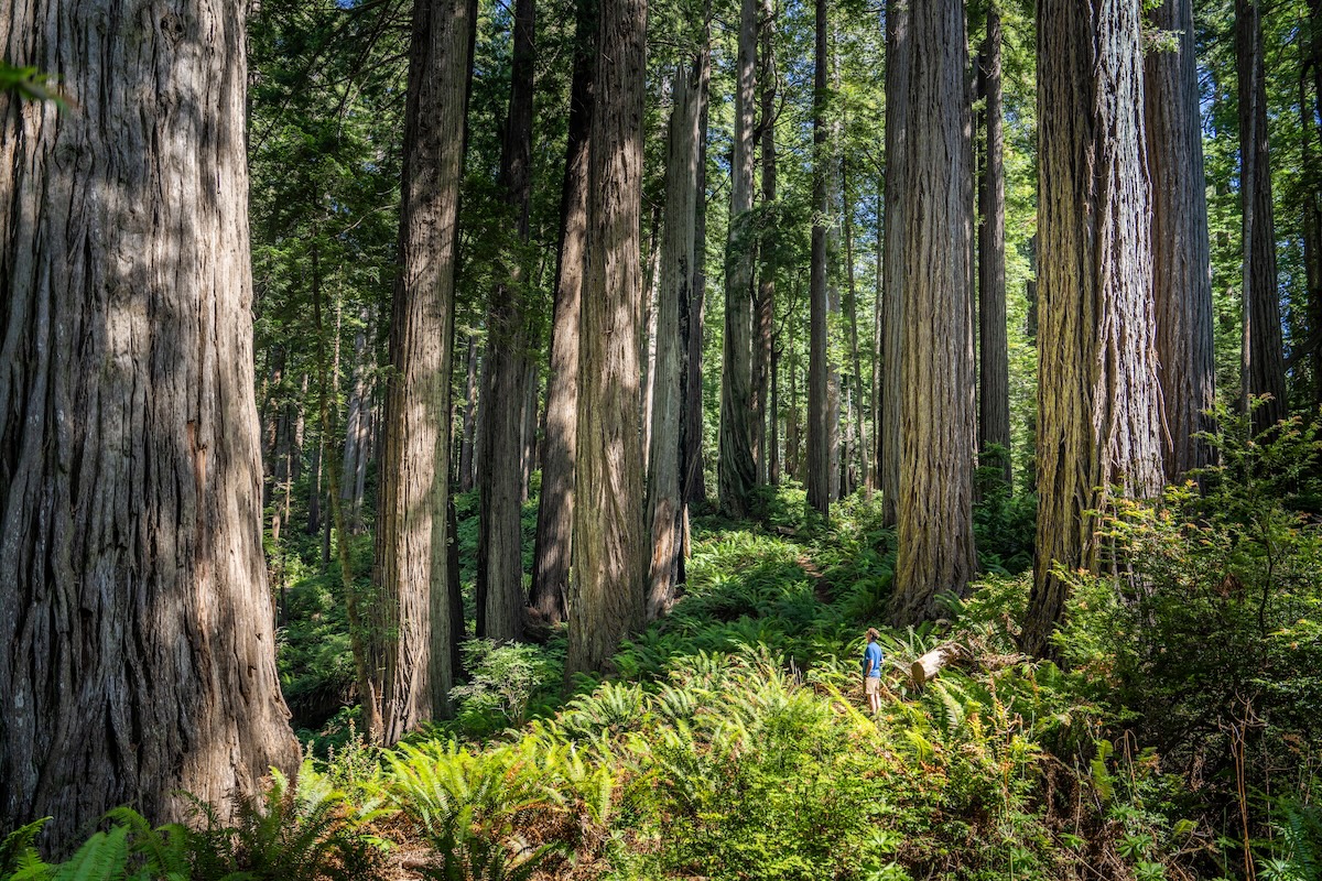 Redwood
