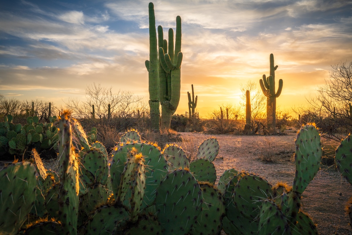 Saguaro