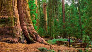 Sequoia