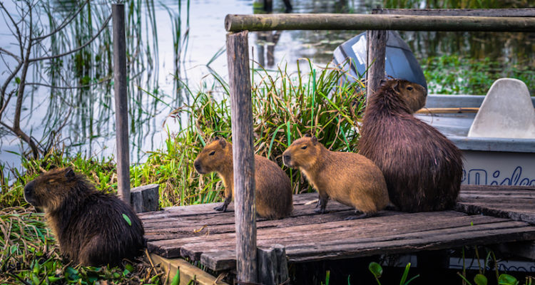Mesopotamia, Argentina