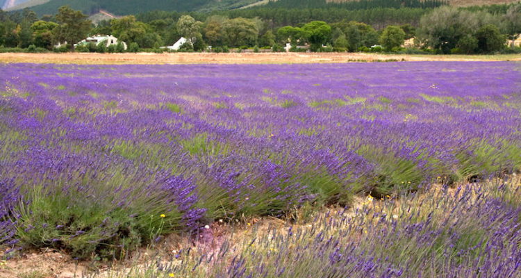 places to visit in Western Cape