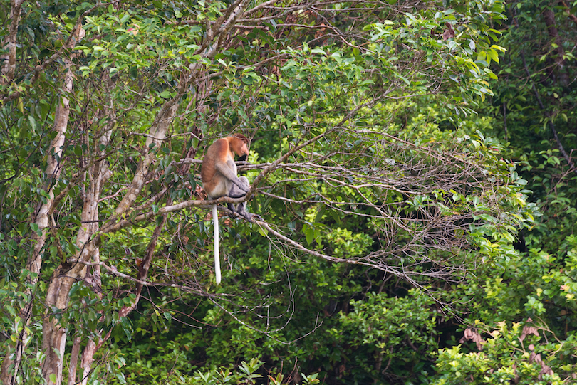 Bako National Park