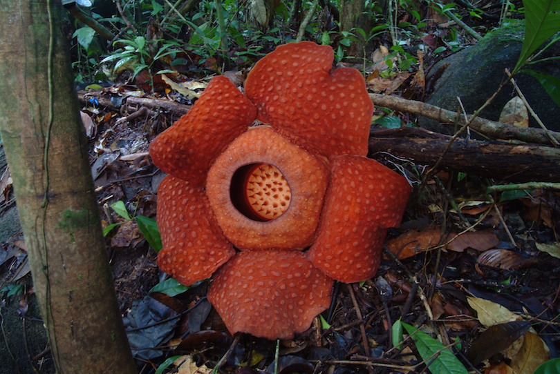 Gunung Gading National Park