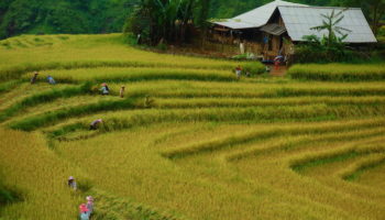 Best Things to do in Sapa