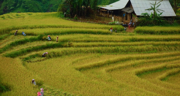 Best Things to do in Sapa
