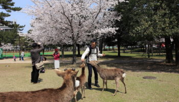 Best Things to do in Nara