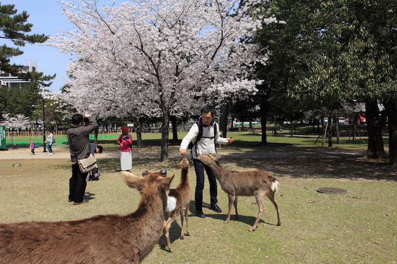 Nara Park