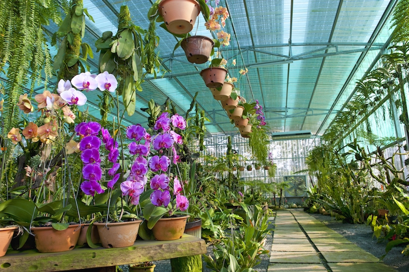 Sarawak Orchid Garden