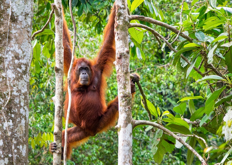 Semenggoh Nature Reserve