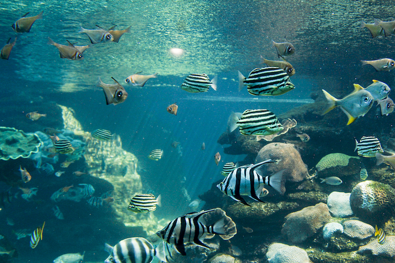 Aquarium of Western Australia