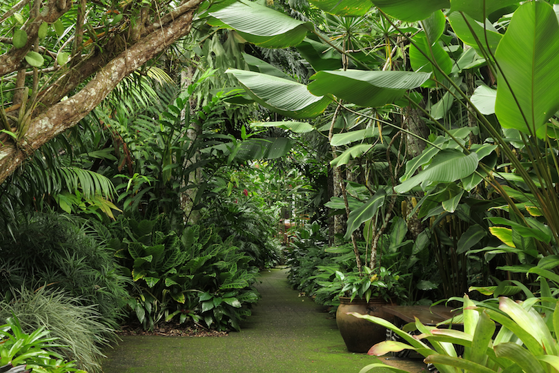 Cairns Botanic Gardens