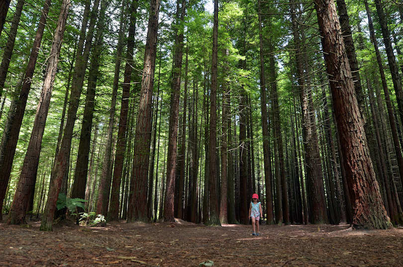 Redwoods Whakarewarewa Forest