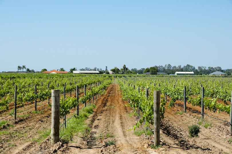 Swan Valley Vineyards