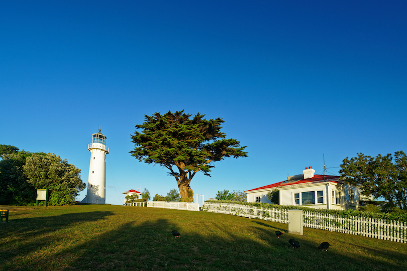 Tiritiri Matangi Island