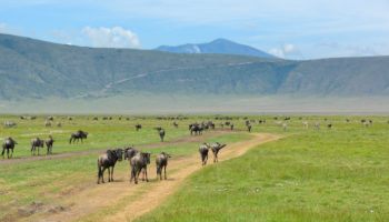 Best Countries to Visit in Africa
