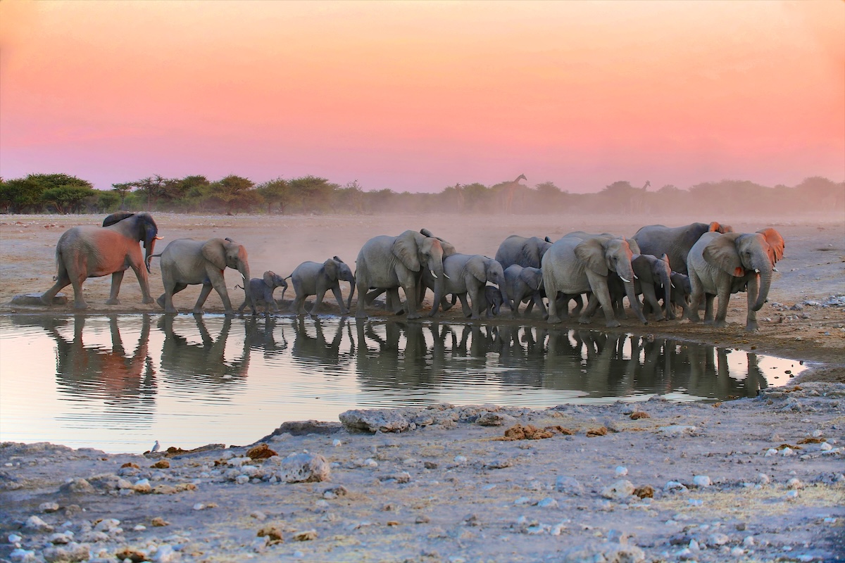 Etosha National Park