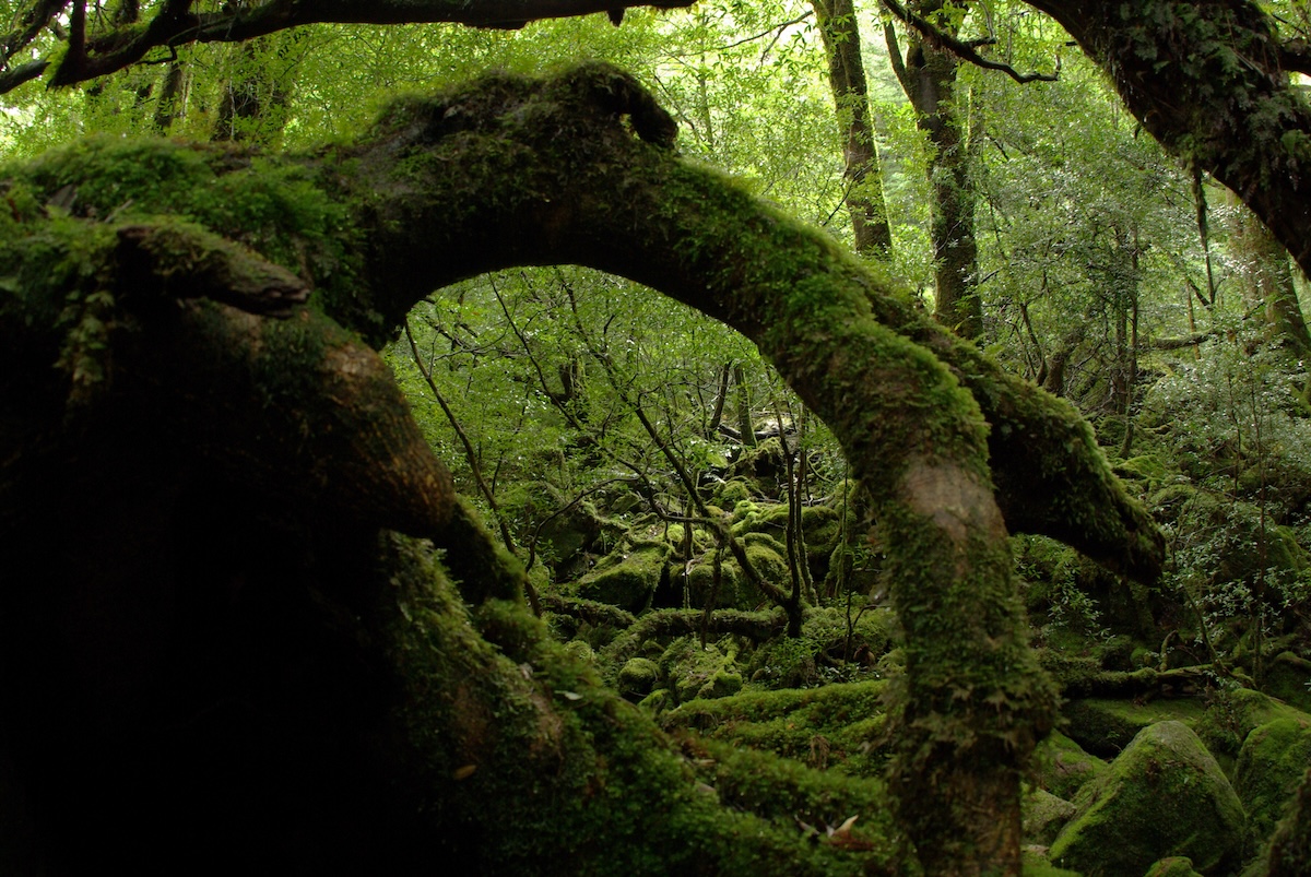 Yakushima