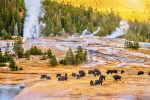 Yellowstone National Park