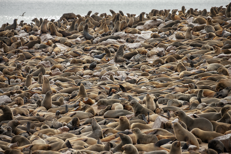 Cape Cross seal colony