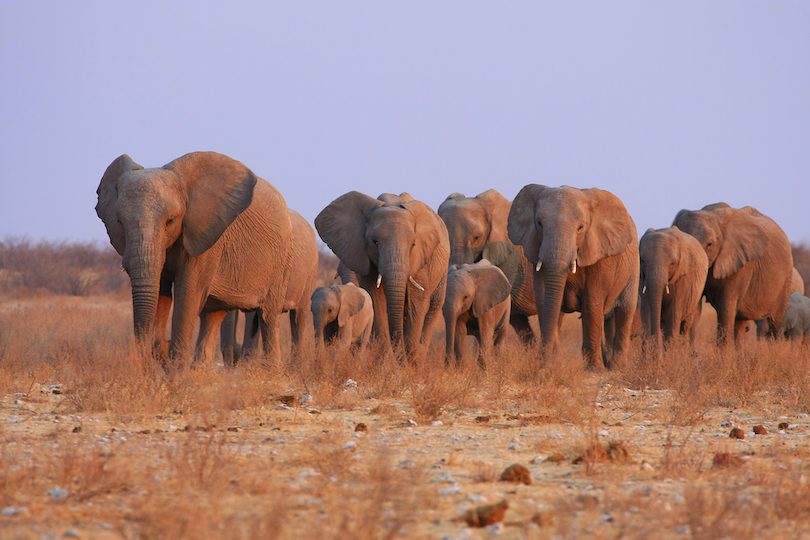 Etosha National Park