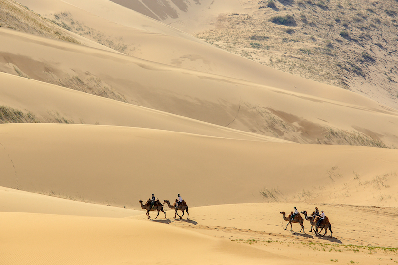Camel Riding in the Gobi Desert 
