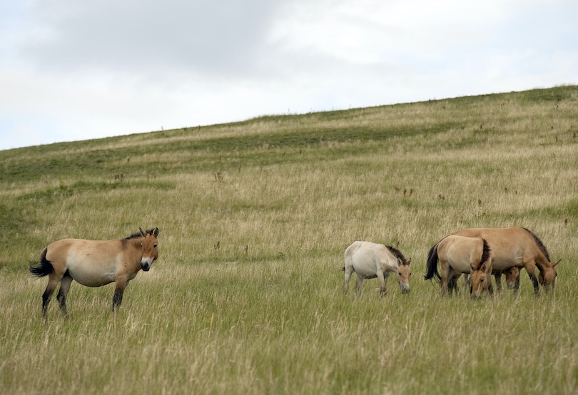 Khustain Nuruu National Park