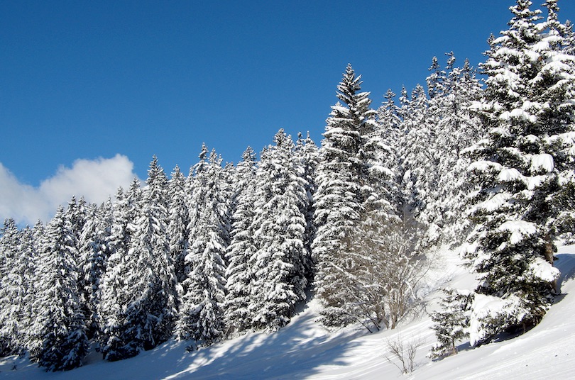 Bridger Bowl Ski Resort