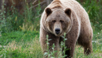 montana famous places to visit Best Things to do in Bozeman