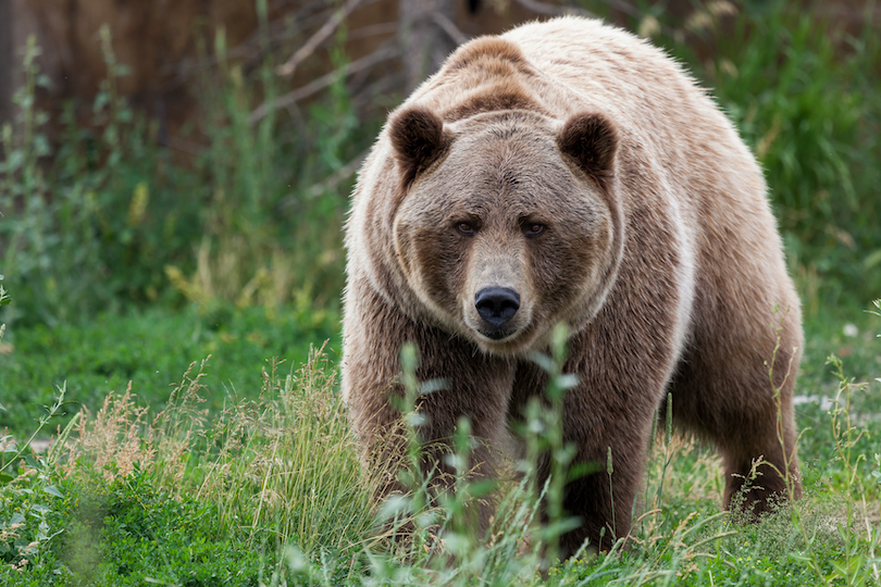 Montana Grizzly Encounter