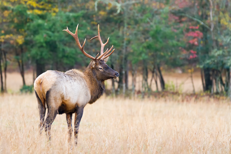 Fundación Rocky Mountain Elk