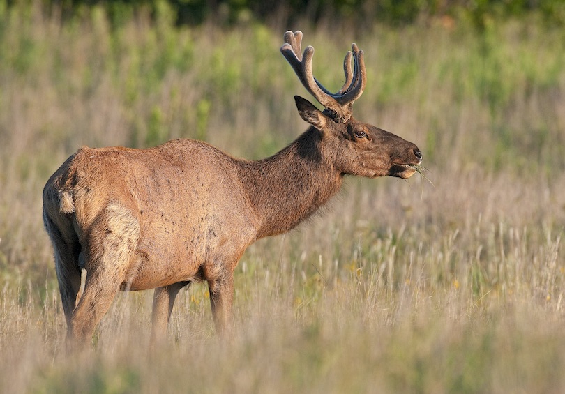 Wichita Mountains Wildlife Refuge