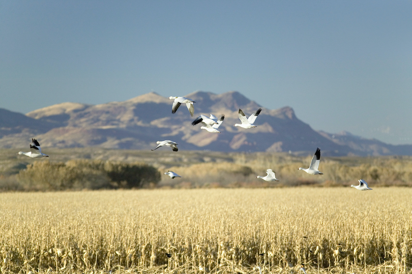 Bosque del Apache National Wildlife Refuge