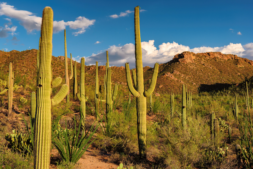 Saguaro National Park