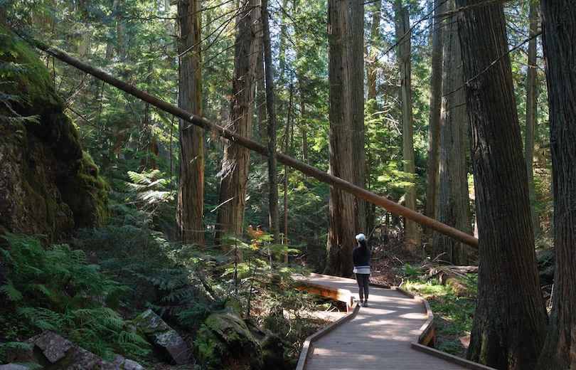 Trail of the Cedars