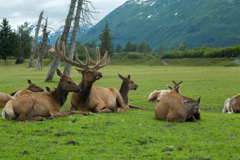 Alaska Wildlife Conservation Center