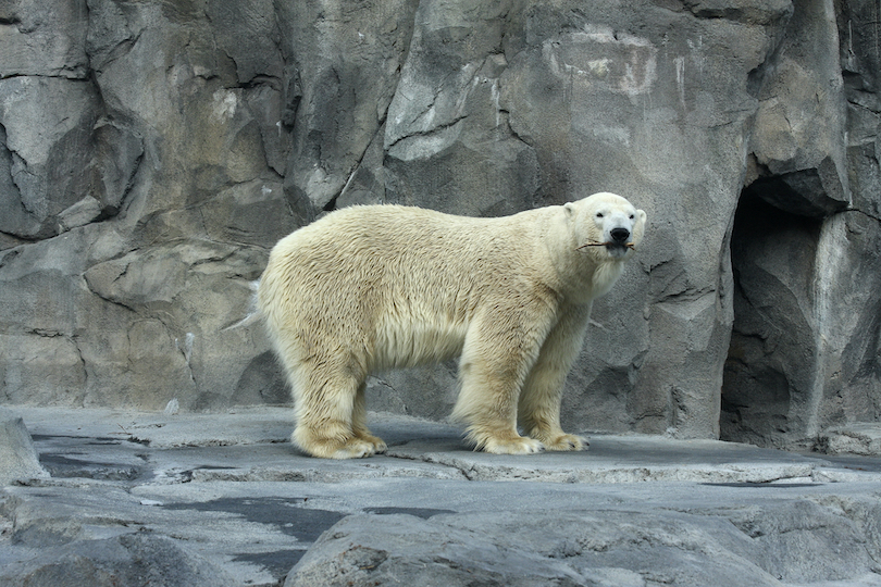 Alaska Zoo