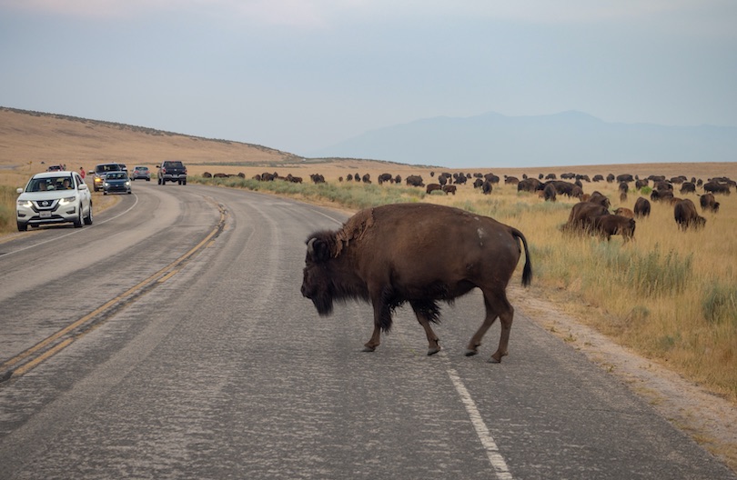 Antelope Island State Park