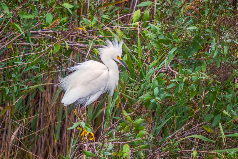 Bombay Hook National Wildlife Refuge