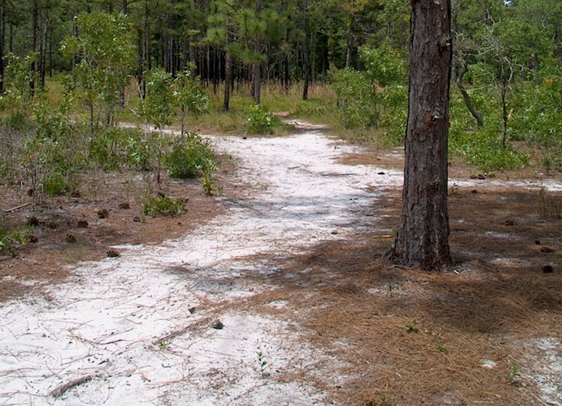 Carolina Beach State Park