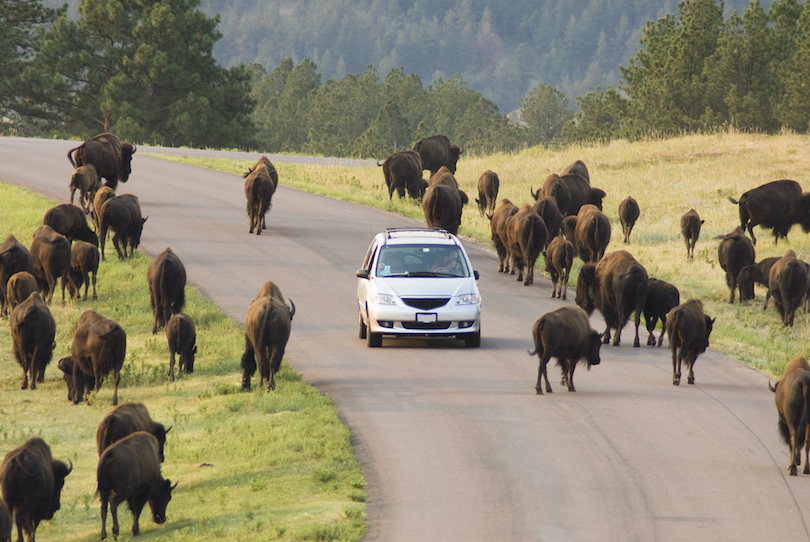 Custer State Park