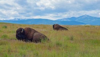 Best Things to do in Montana